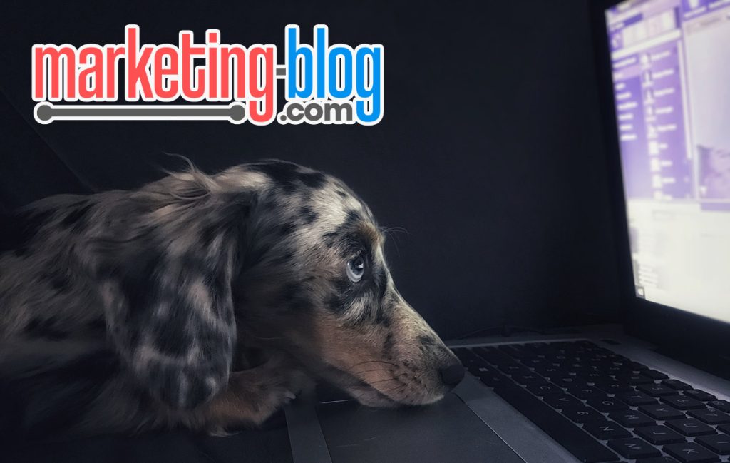 marketing-blog.com Dog looking at laptop screen